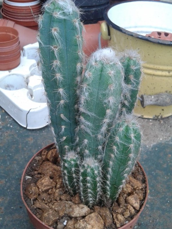 Pilosocereus glaucescens 