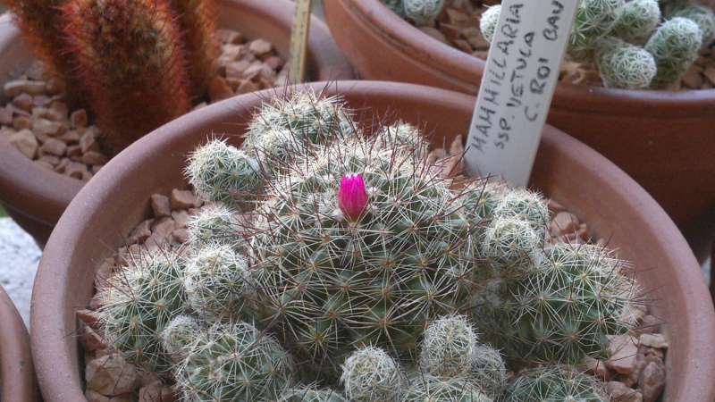 Mammillaria vetula ssp. gracilis cv. roi baudoin yonneux 