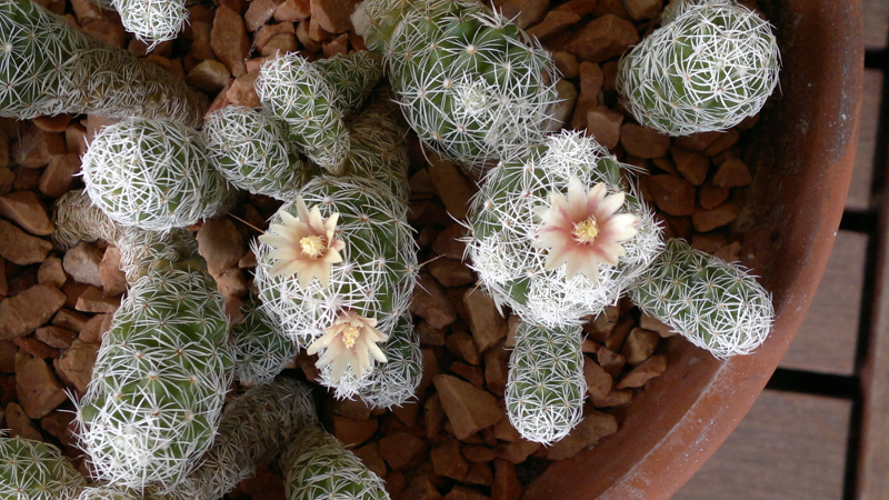 Mammillaria vetula ssp. gracilis 