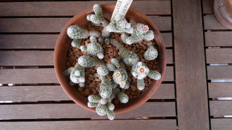 Mammillaria vetula ssp. gracilis 