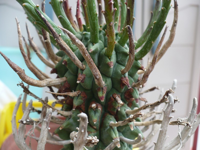 Euphorbia schoenlandii 