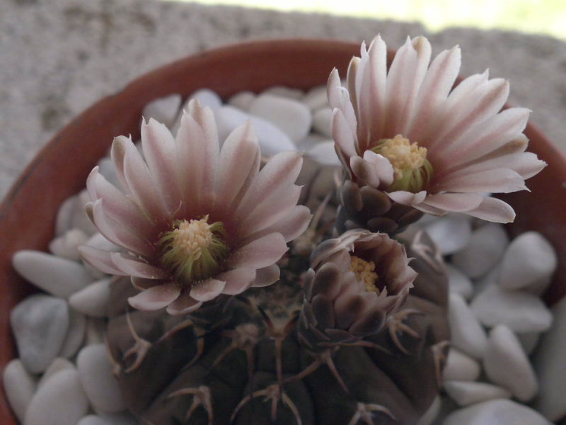 Gymnocalycium stellatum 