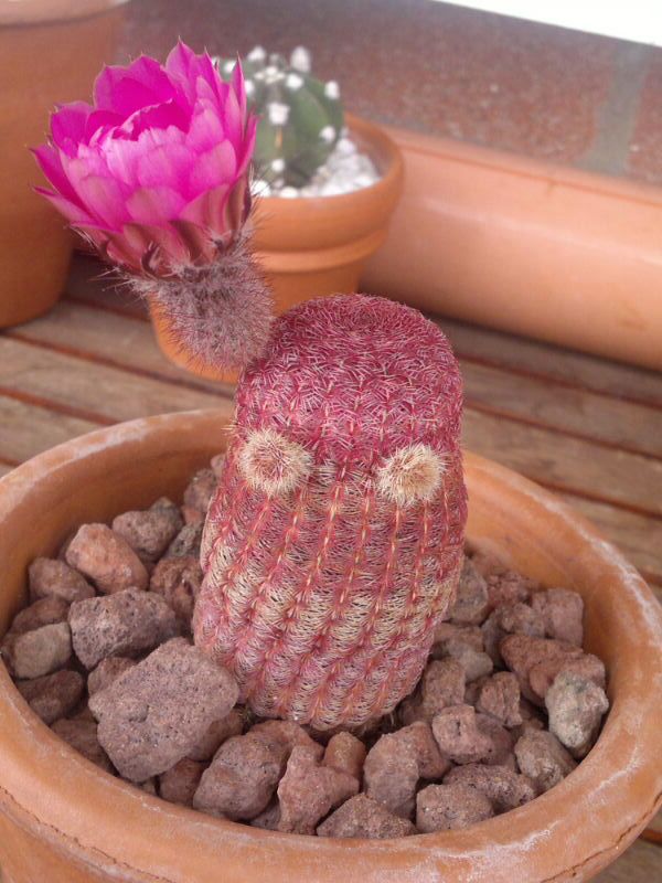 Echinocereus  rigidissimus ssp. rubispinus 