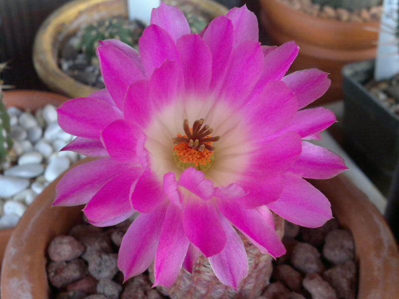 Echinocereus rigidissimus ssp. rubispinus 