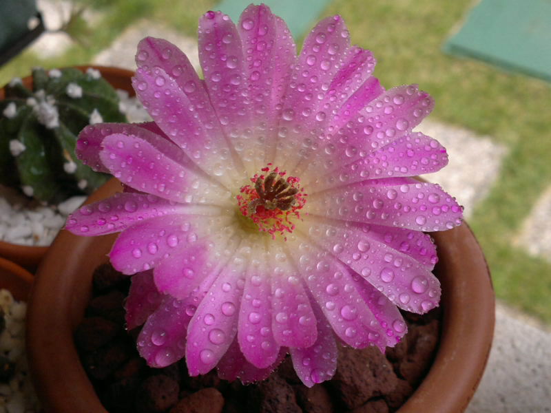 Echinocereus  rigidissimus ssp. rubispinus 