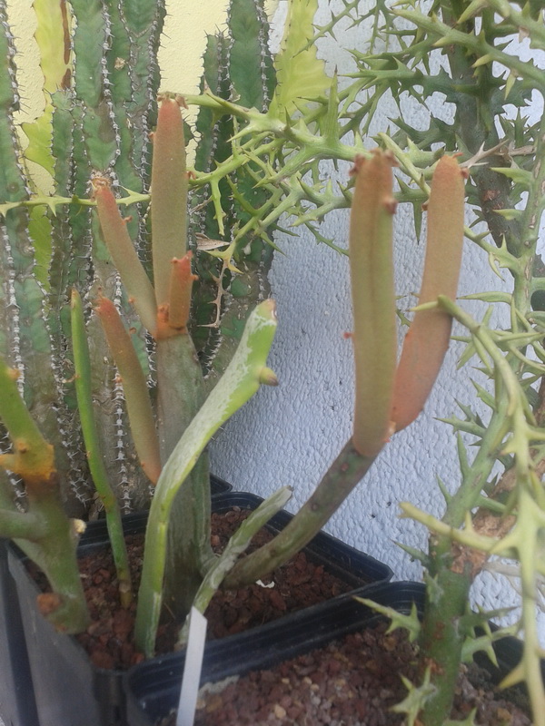 Euphorbia enterophora v. crassa 