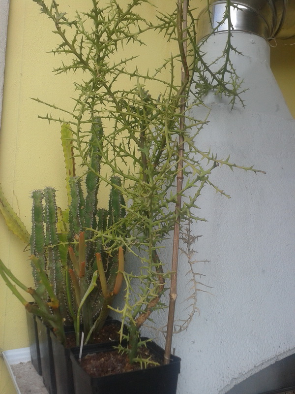 Euphorbia stenoclada 