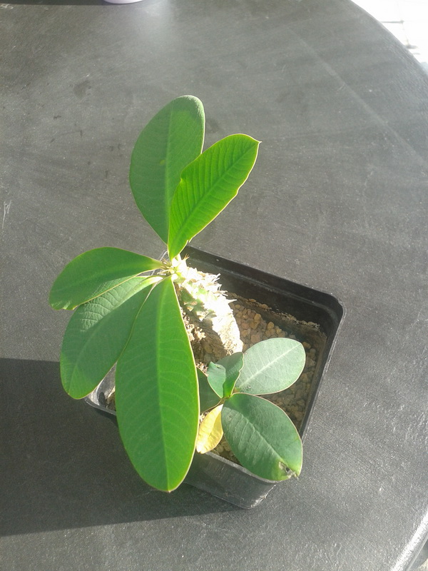 Euphorbia viguieri 