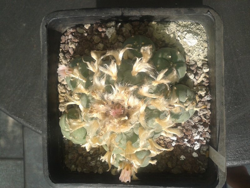 Lophophora williamsii 