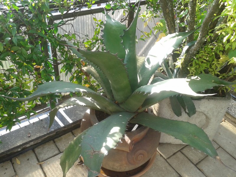 Agave ragusae 