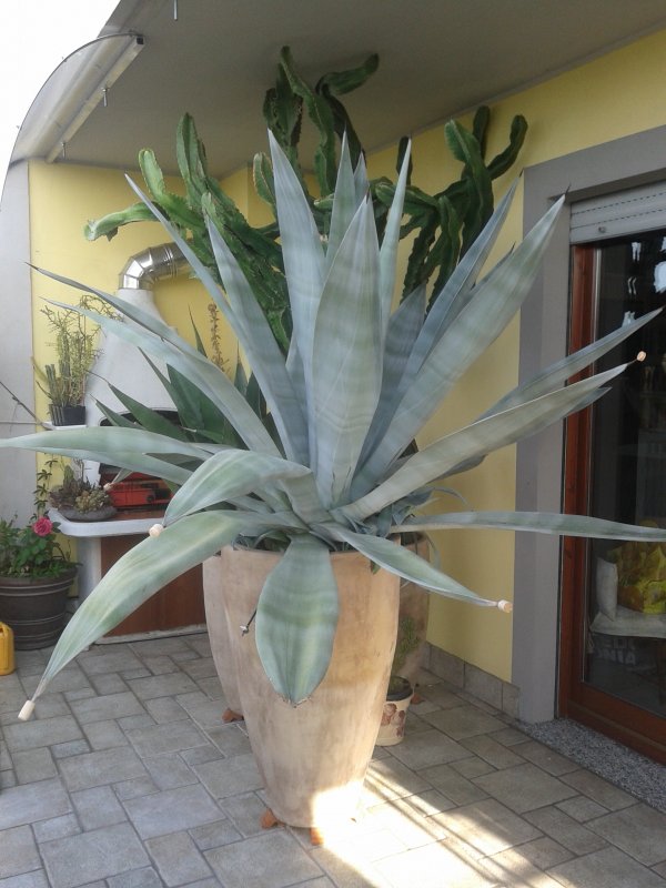 Agave weberi 