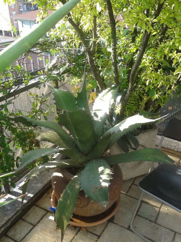 Agave ragusae 