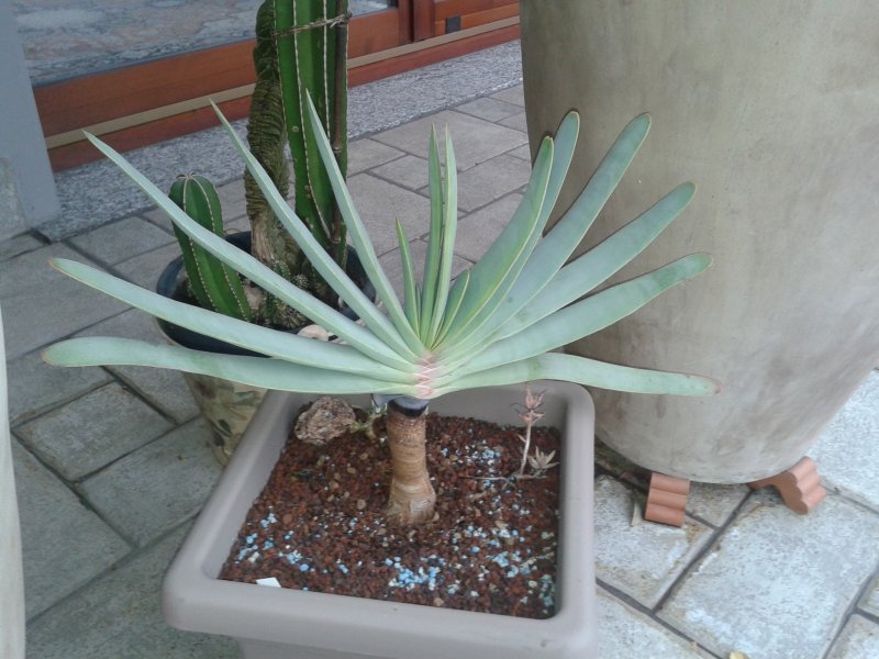 Aloe plicatilis 