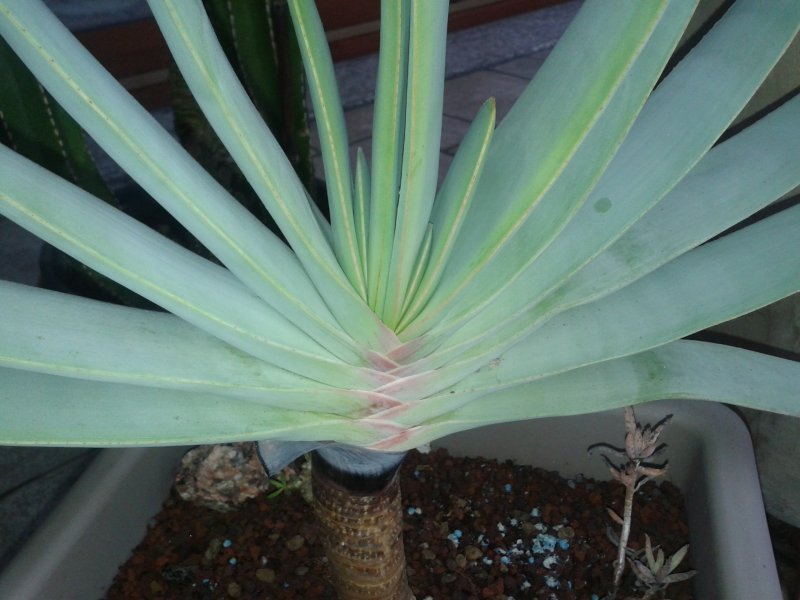 Aloe plicatilis 