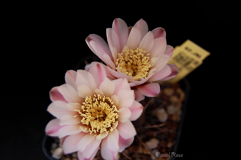 Gymnocalycium striglianum v. herminae HV 725