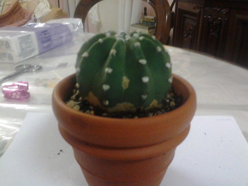  Echinopsis subdenudata 