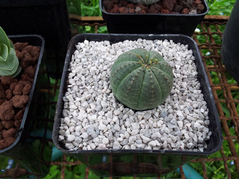 Euphorbia obesa 