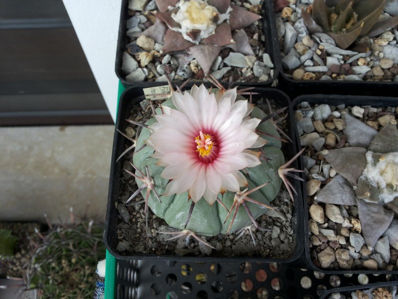 Echinocactus horizonthalonius pan 183