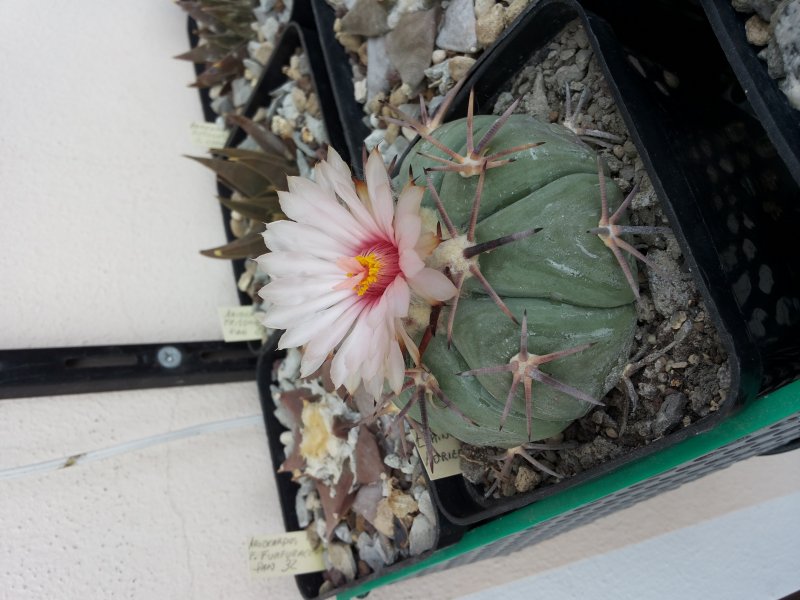 Echinocactus horizonthalonius pan 183