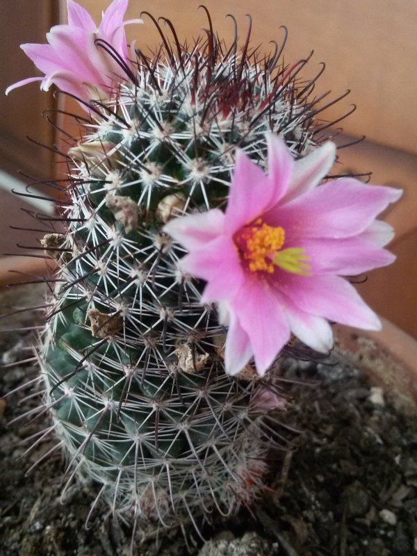 Mammillaria  