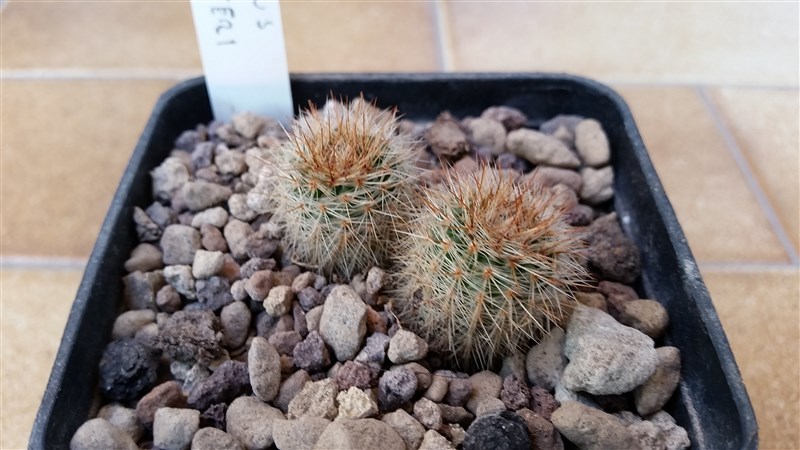 Notocactus schlosseri 