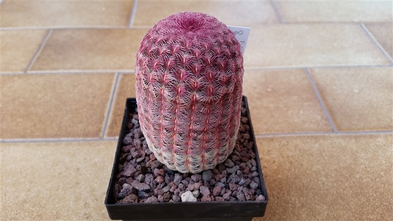 Echinocereus rigidissimus ssp. rubispinus L088