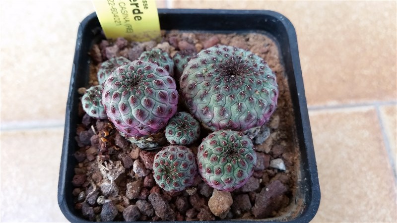 Sulcorebutia rauschii v. violacidermis 