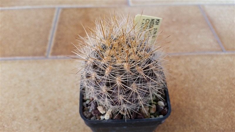 pyrrhocactus chilensis v. albidiflorus