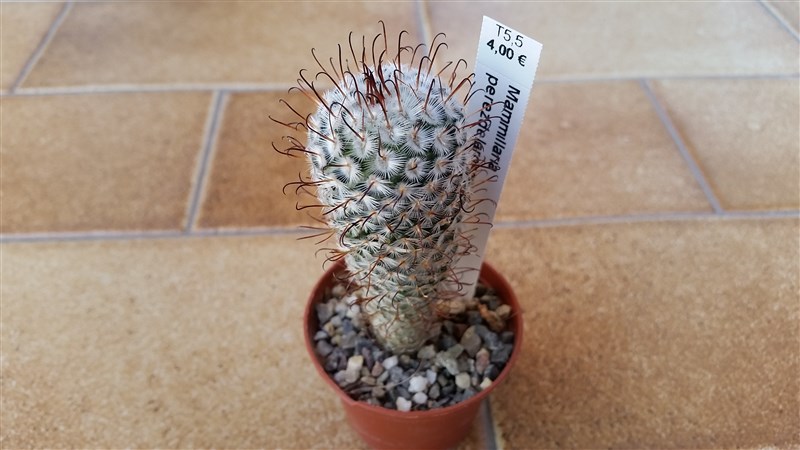 Mammillaria perezdelarosae 