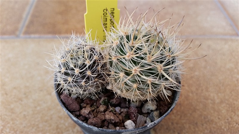 Neoporteria coimasensis 