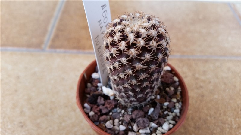 neoporteria napina v. duripulpa