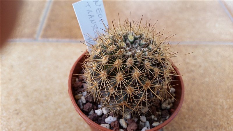 neoporteria transitensis