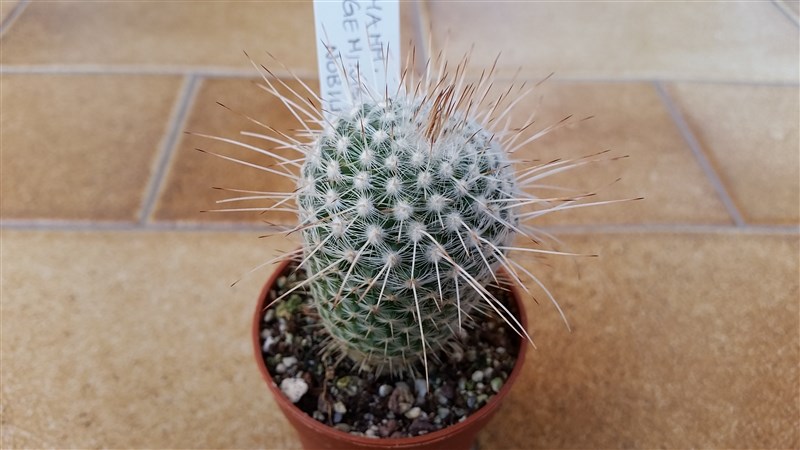 Mammillaria geminispina v. nobilis 