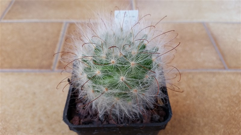 Mammillaria guelzowiana 