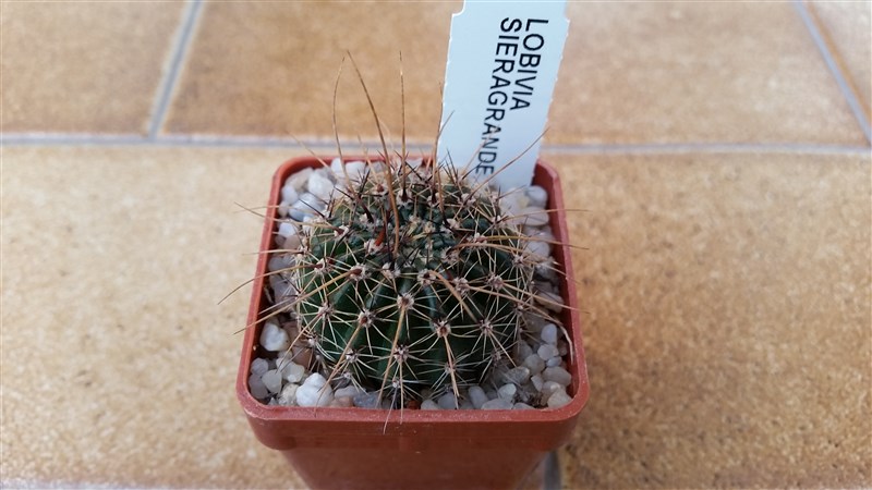 Lobivia aurea v. sierragrandensis 