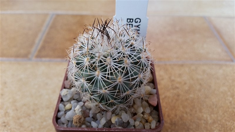 Gymnocactus beguinii 