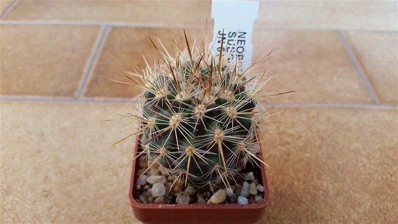 Neoporteria subgibbosa JN618