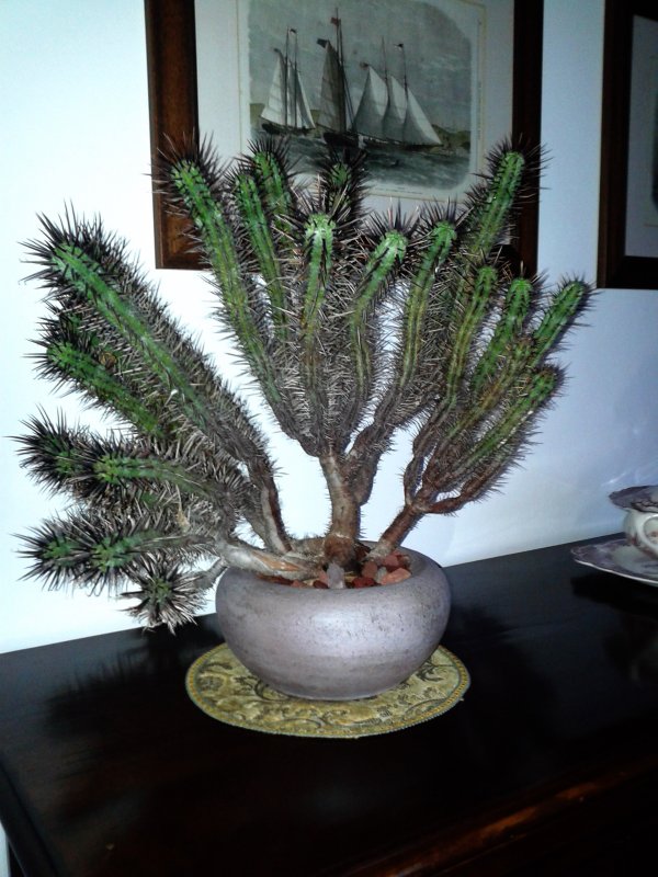 Euphorbia enopla 