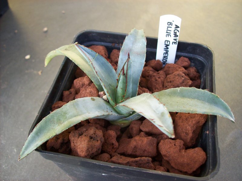 Agave cv. Blue Emperor 