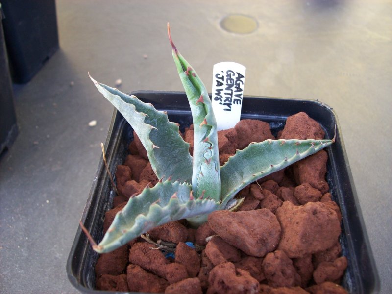 agave gentryi cv. jaws