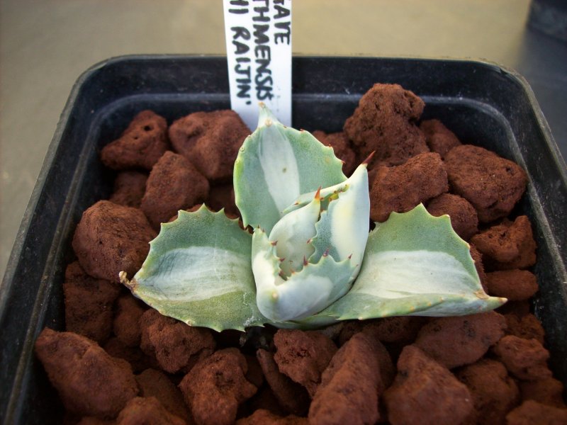 agave isthmensis cv. shoji-raijin f. variegata