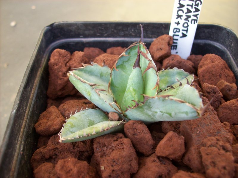 Agave titanota cv. black&blue 