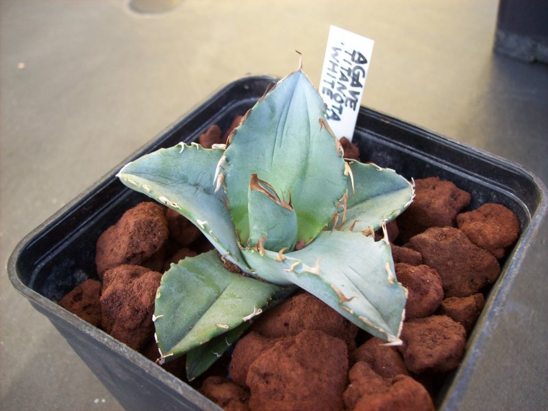 Agave titanota cv. White Ice 