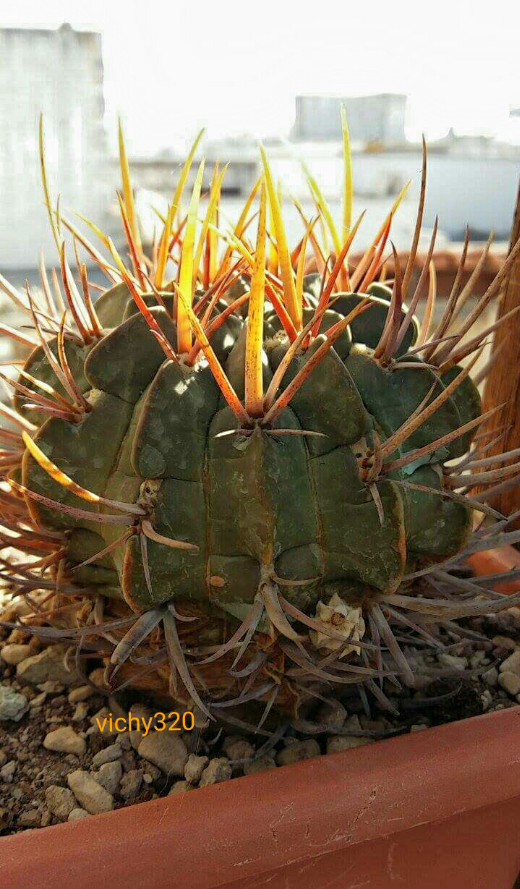 Echinofossulocactus coptonogonus 