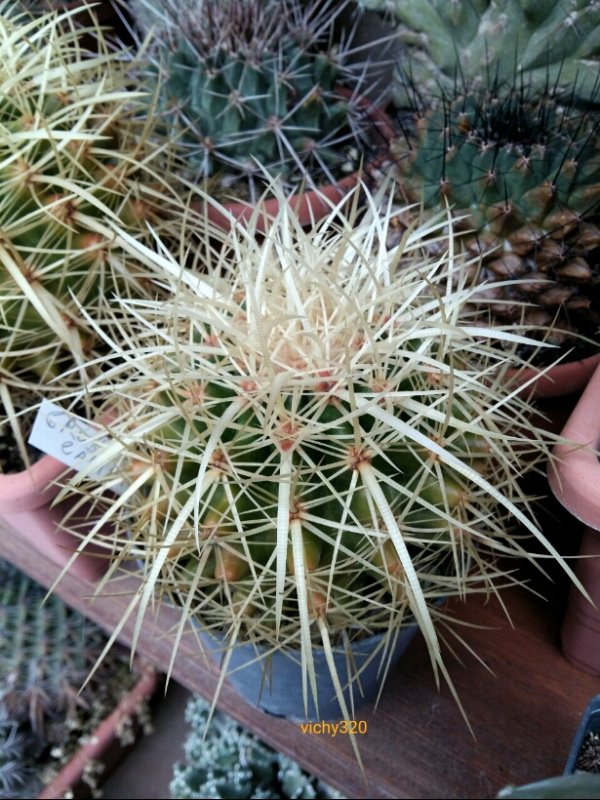 Echinocactus grusonii 