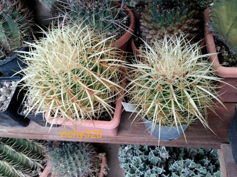 Echinocactus grusonii 