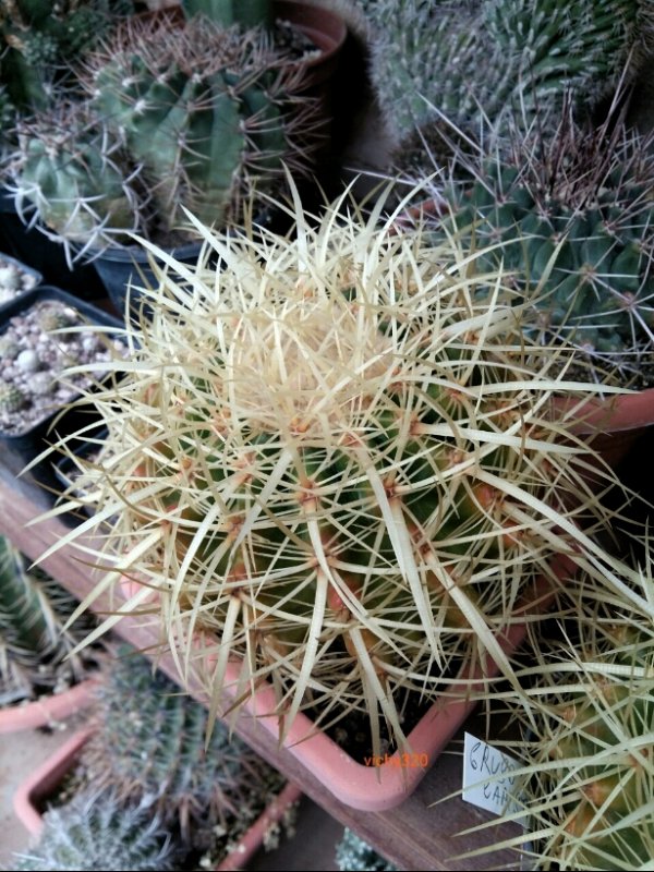 Echinocactus grusonii 