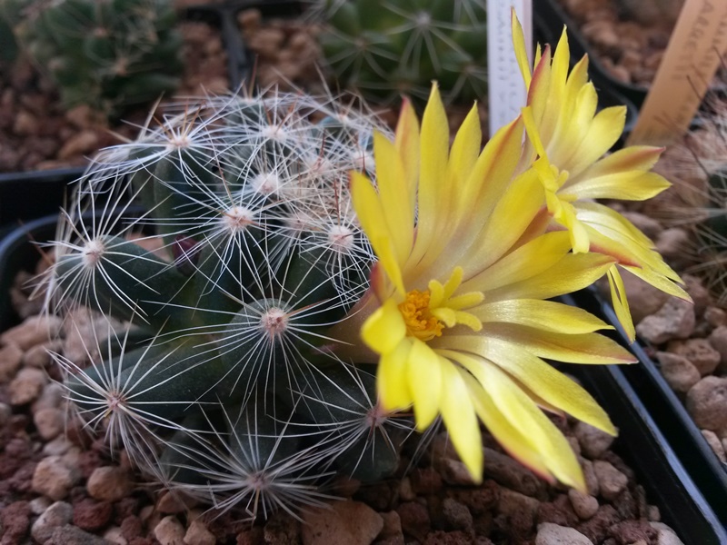 Mammillaria baumii x sphaerica 