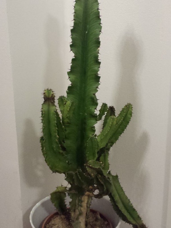 Cactofili Forum Di Cactus E Succulente Leggi Argomento Aiuto Secondo Voi Si Puo Salvare