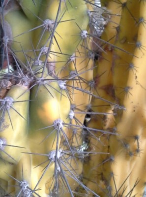cereus peruviano  